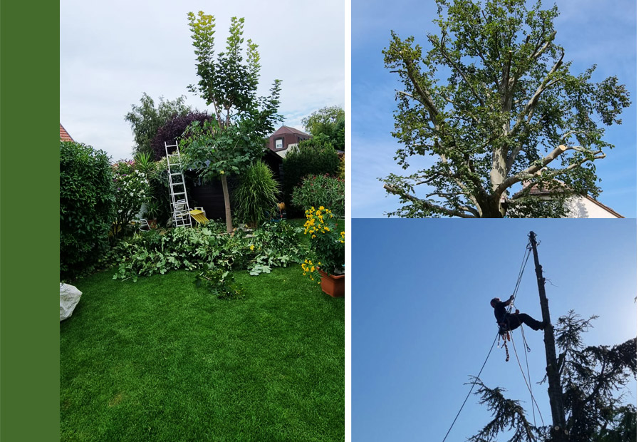 Kein Baum ist uns zu hoch! Professioneller Baumschnitt und vieles mehr vom Gärtner mit Weitblick